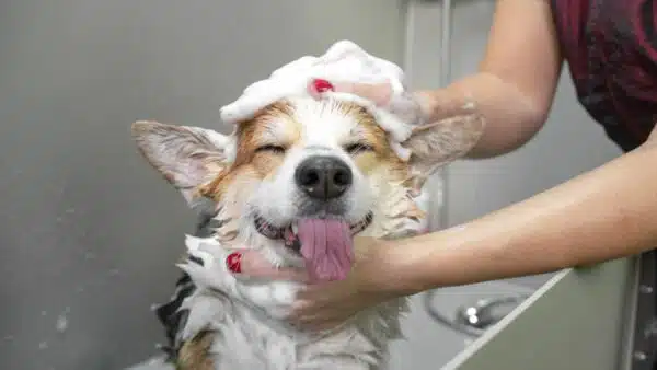 Best Dog Shampoo for Itchy Skin: Top 5 Picks for Soothing Your Furry Friend’s Irritation