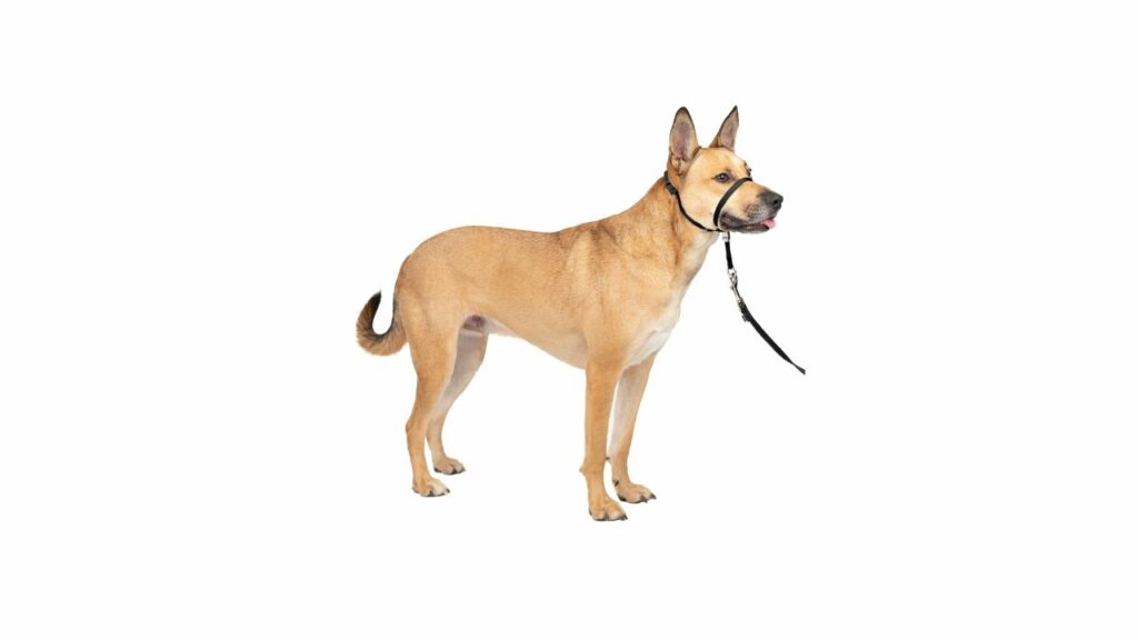 Best Collar for Dogs that Pull: Top 11 Picks for Effective Leash Training