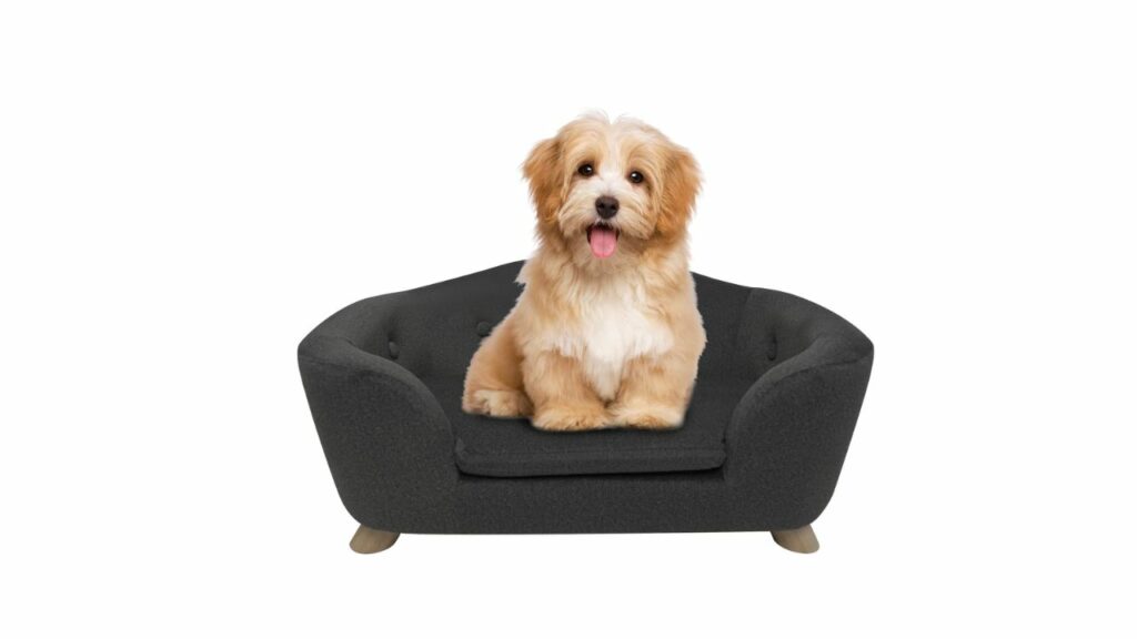 SHAVI Pet Sofa Dog Couch