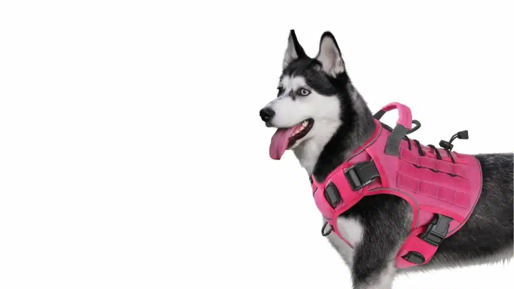 Wingoin pink harness