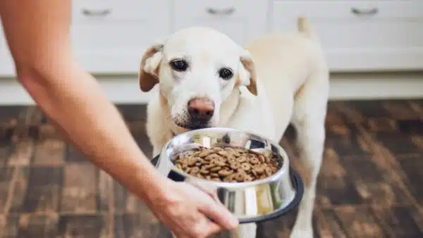 Best Wet Food for Dogs: Top 11 Picks for a Healthy and Happy Pup
