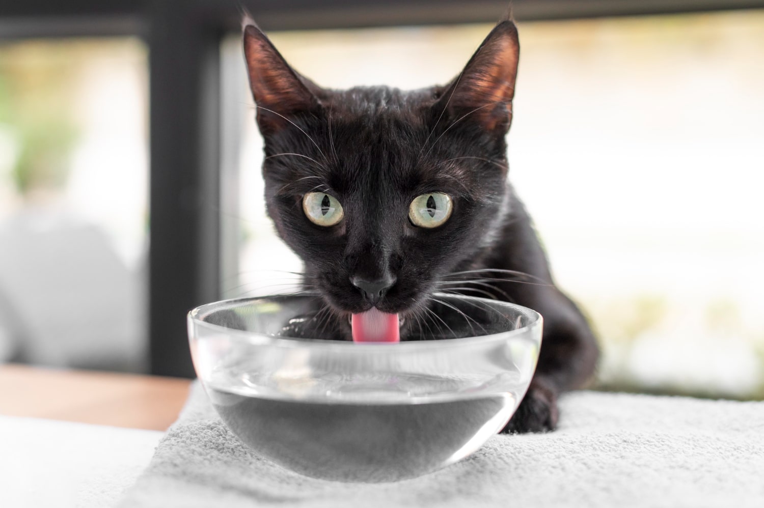 Best Water Bowl for Cats: Top Picks for 2023