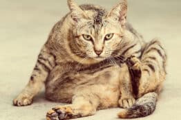 Best Wet Cat Food for Senior Cats: Top Picks for Optimal Nutrition