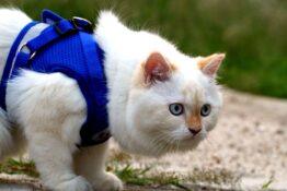 Best Harness for Cats: Top Picks for Comfort and Safety