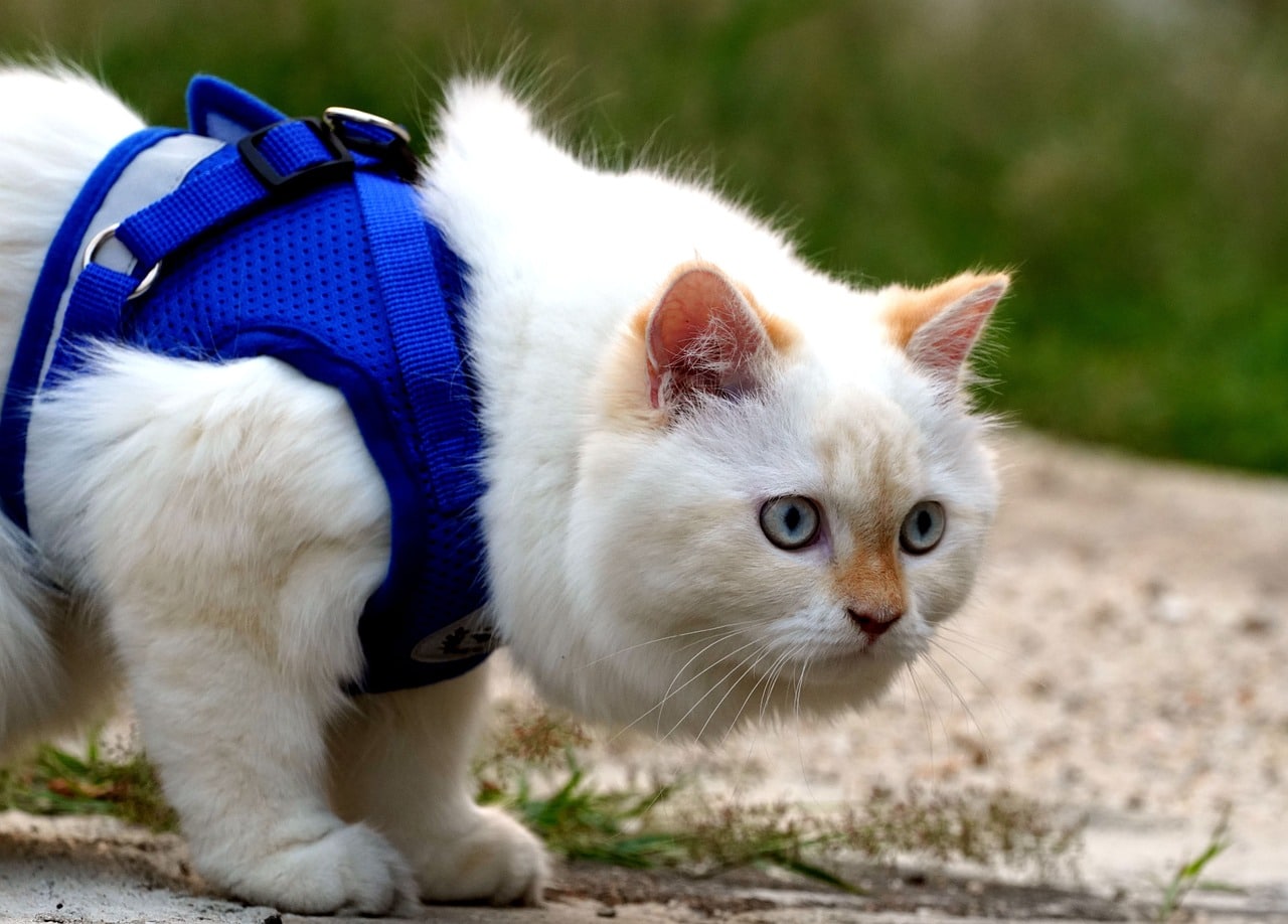 Best Harness for Cats: Top Picks for Comfort and Safety