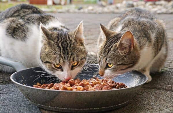 Best Cat Food for Senior Cats: Top Picks for Optimal Health