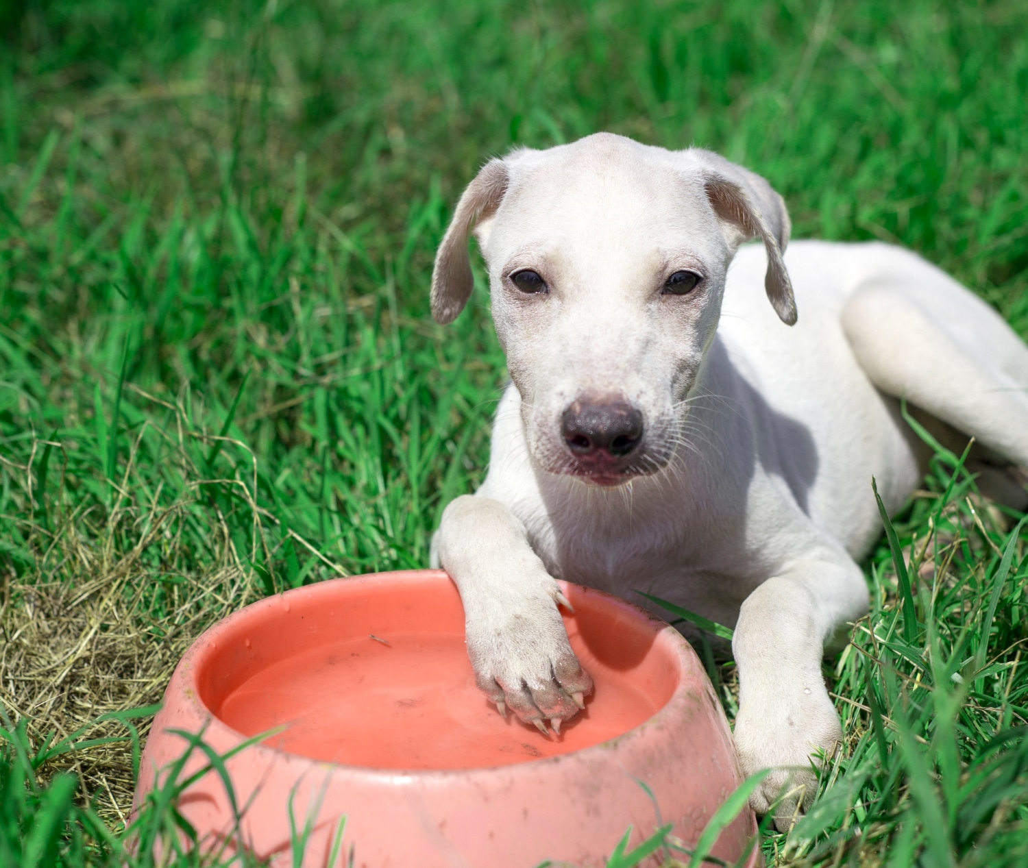 Best Water Bowl for Dogs: Top Picks for Hydration and Healthy Eating