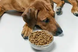 Best Dry Dog Food: An In-Depth Review