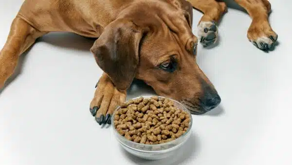 11 Best Dry Dog Food for Large Dogs: Top Picks for Optimal Health