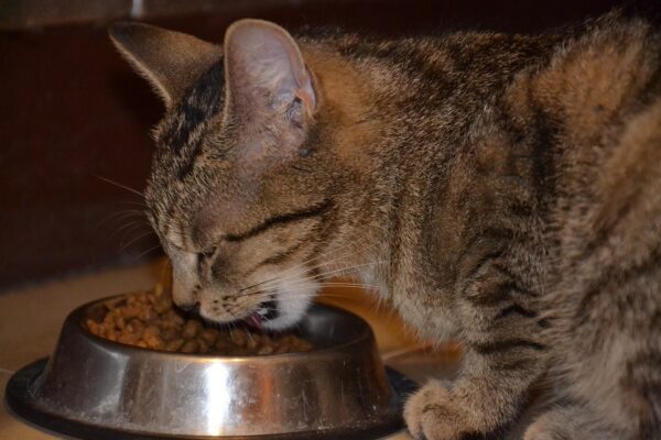 Best Dry Cat Food for Indoor Cats: Top Picks for Optimal Health