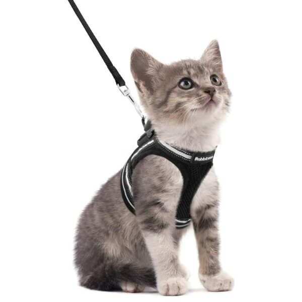 Best harness for cats: top picks for comfort and safety