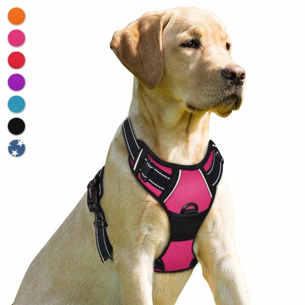 Best Harness for Dogs: Top Picks for Comfort and Control