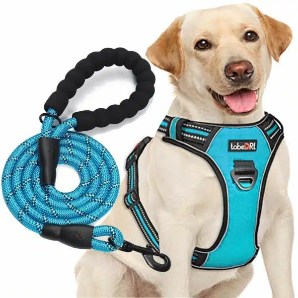 Best dog harness for medium dogs: top picks for comfort and control