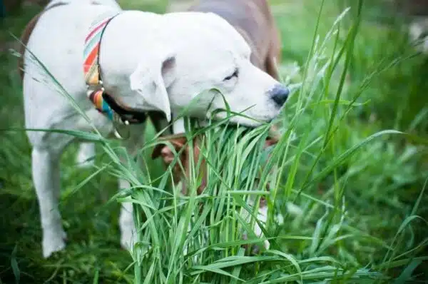 Best grass seed for dogs: top 5 options for a lush and pet-friendly lawn