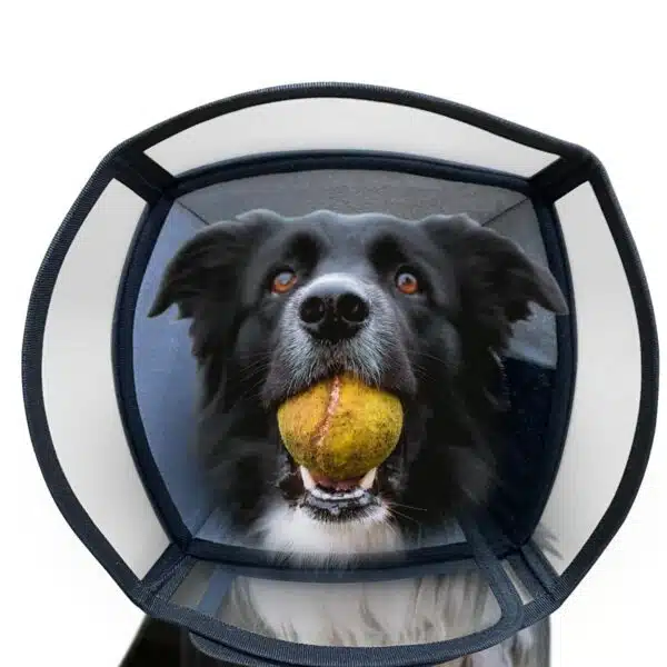 Best cone for dogs: top 5 options for comfortable healing