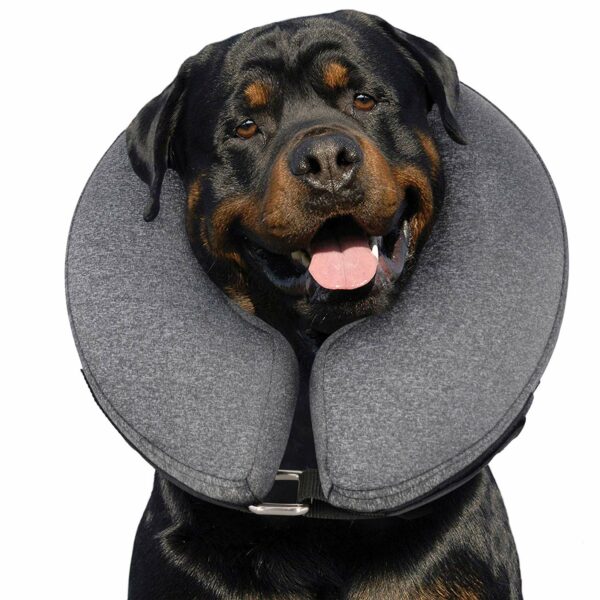 Best Cone for Dogs: Top 5 Options for Comfortable Healing