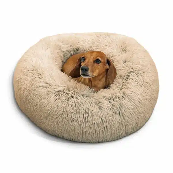 Best dog beds for small dogs: top picks for comfort and support