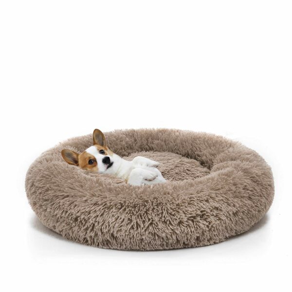 Best Dog Beds for Small Dogs: Top Picks for Comfort and Support