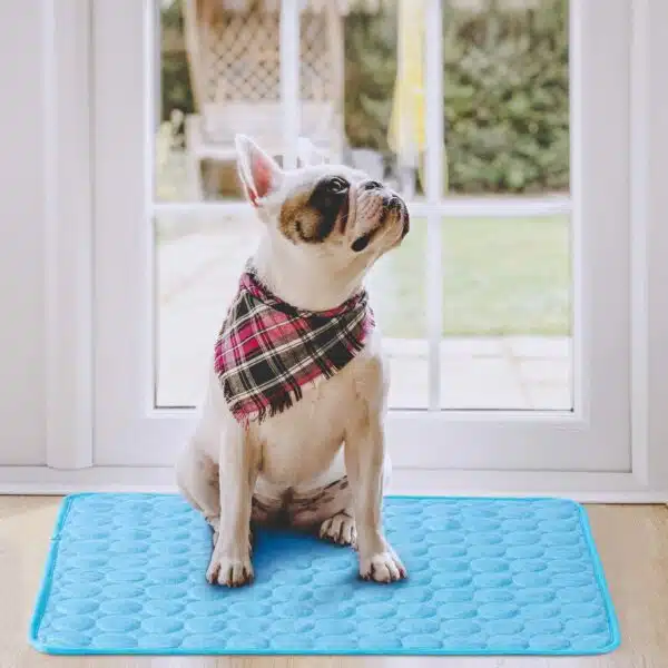 Best cooling mat for dogs: top picks for keeping your canine cool
