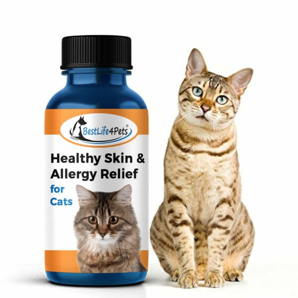 Best Allergy Medicine for Cats: Top Picks for Feline Allergies in 2023