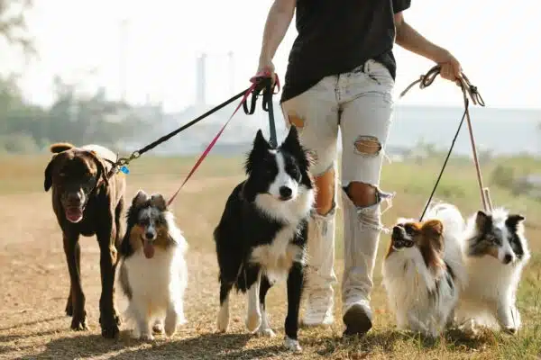 Best OTC Flea Treatment for Dogs in 2023