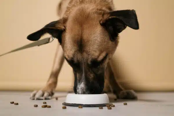 Best Protein for Dogs: Top Choices for Optimal Health