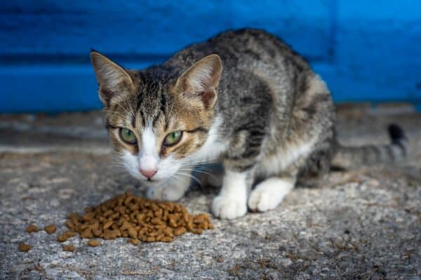 Best Food for Cats with Allergies: Top Picks for Sensitive Felines