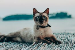 Best GPS Tracker for Cats: Top Picks for 2023