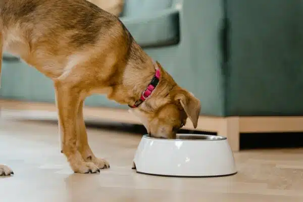 Best Diet for Dogs: Expert Recommendations for Optimal Canine Health