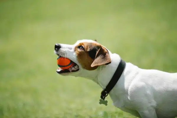 Best Training Collars for Stubborn Dogs: Top Picks for Effective Training