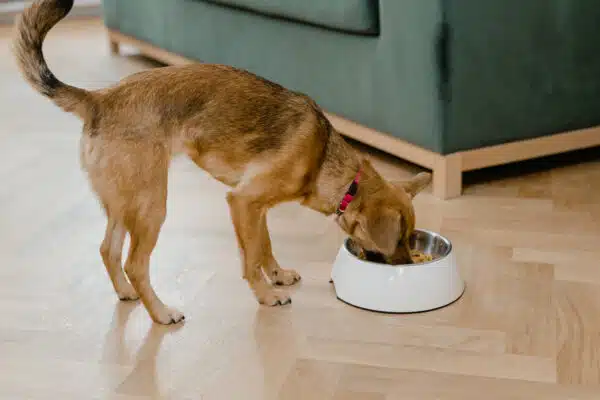 Best Dry Dog Food for Senior Dogs: Top Picks for Optimal Nutrition