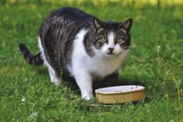 Best Food for Diabetic Cats: Top 8 Vet-Recommended Brands