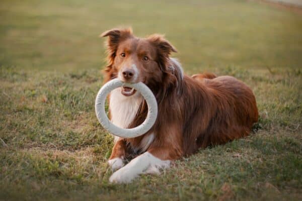 Best Toys for Dogs: Top Picks for 2023