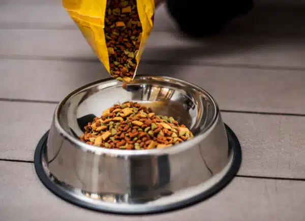 Best Grains for Dogs: A Comprehensive Guide