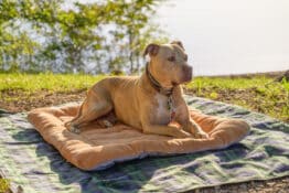 Best Dog Bed for Chewers: Top Picks for Durable and Comfortable Options