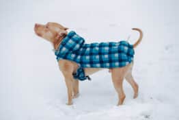 Best Dog Coats for Winter: Top Picks to Keep Your Pup Warm