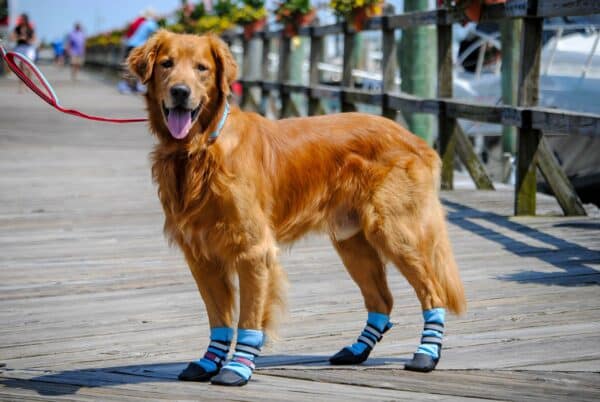 Best Dog Booties for All Seasons