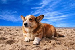 Best Dog Food for Corgis: Top Picks for Optimal Health and Nutrition