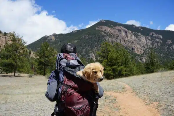 Best Dog Backpack for Hiking and Traveling in 2023